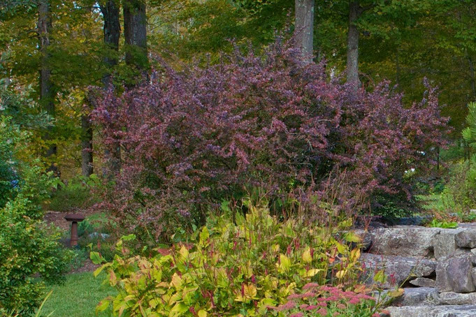 Japanese Barberry (Berberis thunbergii) is now considered an invasive plant in NH has been removed from the gardens.