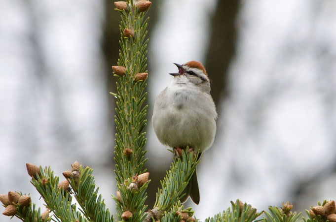 A Chipping Sparrow singing at the top a Christmas Tree at Distant Hill Gardens.