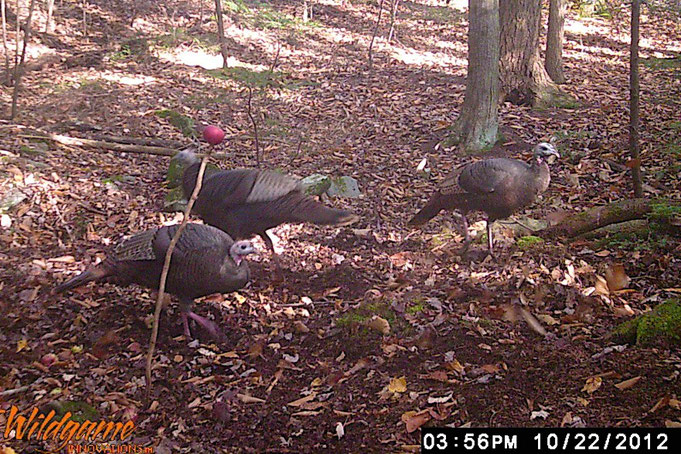 Wild turkeys in the woods at Distant Hill Gardens in Walpole, New Hampshire.