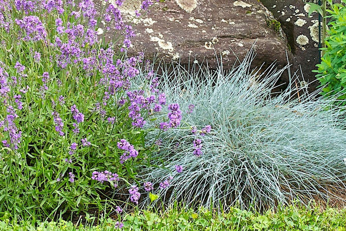 Festuca glauca 'Elijah Blue’, a small fescue grass, and English Lavender in bloom.