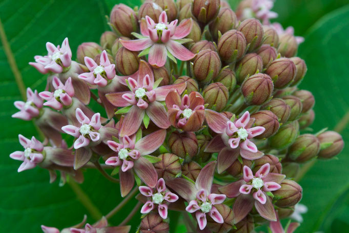 A close-up of a Common Milkweed flower (Asclepias syriaca), just beginning to bloom.