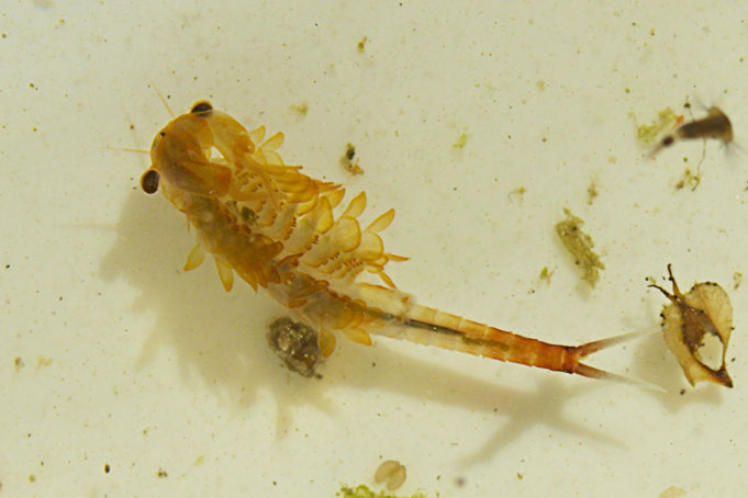 A male fairy shrimp in a vernal pool at Distant Hill Gardens.