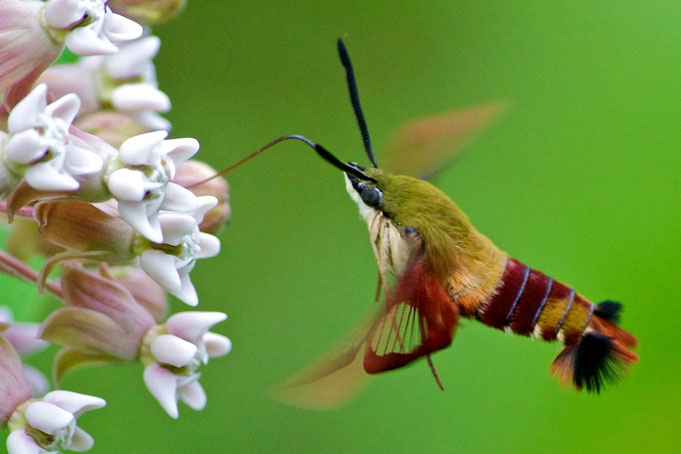 A Hummingbird Clearwing Moth (Hemaris thysbe) feeding on the flower of a Common Milkweed at Distant Hill Gardens in Walpole, New Hampshire.