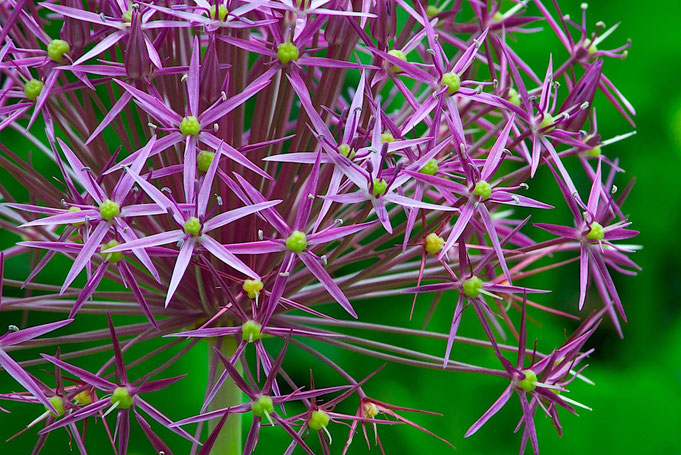 Stars of Persia (Allium cristophii) syn. A. albopilosum 