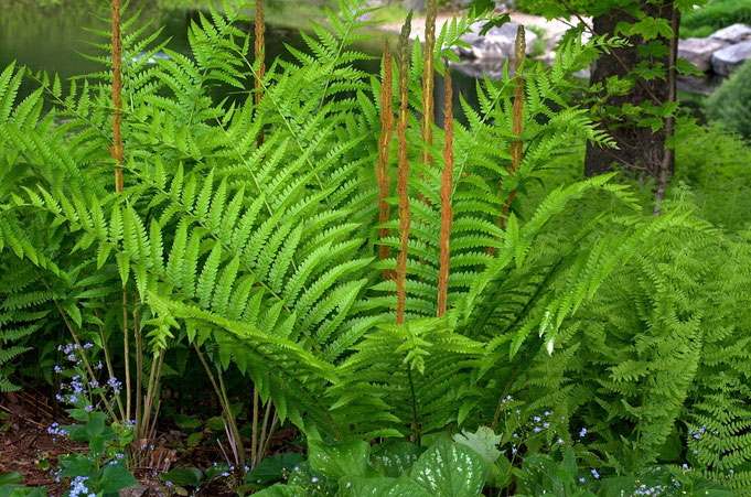 A Cinnamon fern - (Osmunda cinnamomea), transplanted from the woods into the garden at Distant Hill Gardens.
