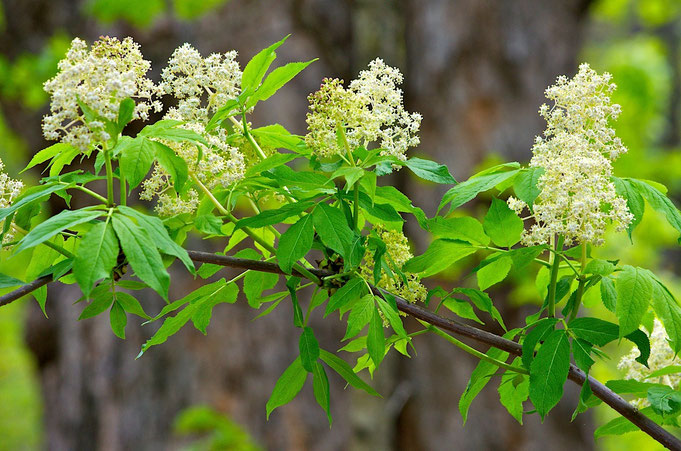 A Red-berried Elder (Sambucus pubens) blooming in the woods at Distant Hill Gardens in Walpole, New Hampshire.