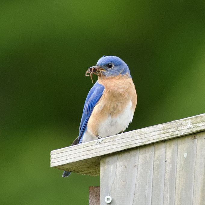 A male bluebird sitting on the top of a nest box with a spider in his beak to feed his chicks.