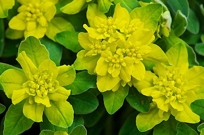 The yellow of the  flowers of Euphorbia epithymoides - Cushion Spurge, looks as though it was airbrushed on the plant. A beautiful effect. 