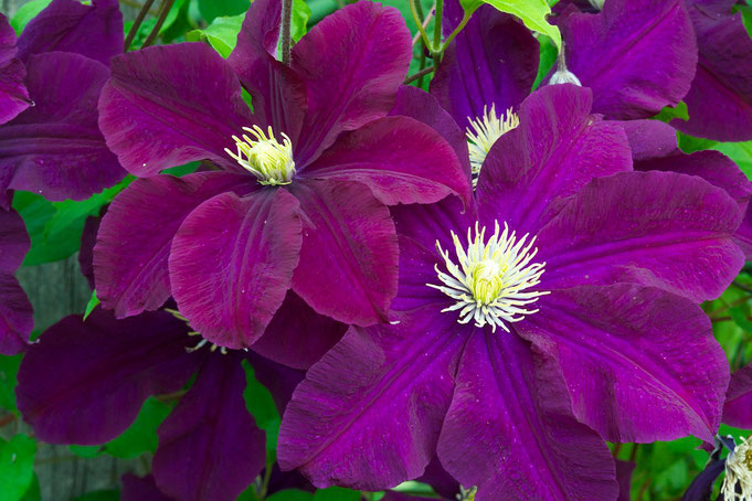 Clematis 'Warsaw Nike’ growing at Distant Hill Gardens in Walpole, New Hampshire. 