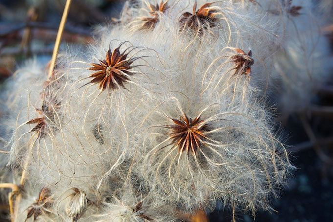 This native vine has a number of other common names including: Devil's Darning Needles, Devil's Hair, Love Vine, Traveller's Joy, Virginia Virgin's Bower, Wild Hops, and Woodbine. 