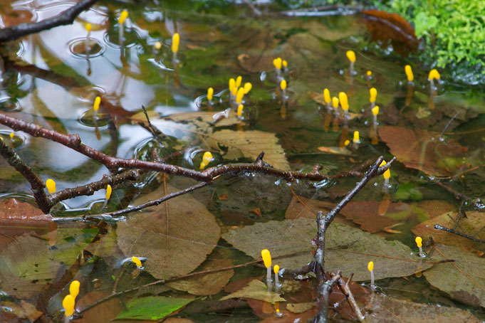 Swamp Beacon (Mitrula elegans), also called Matchstick Fungus, growing in the Black Ash seep at Distant Hill Gardens in Alstead, New Hampshire, USA.