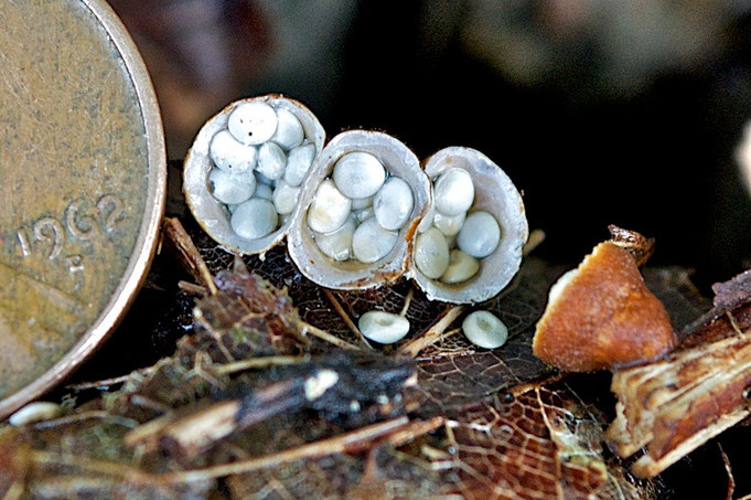A species of bird's nest fungus called White-egg Bird's Nest (Crucicibulum laeve) growing on a sugar maple twig at Distant Hill Gardens.