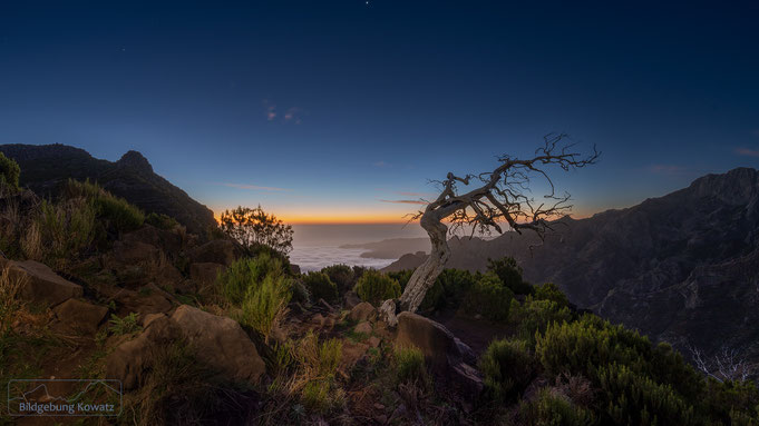 Baum am Pico Ruivo