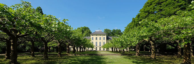 Baumallee in Krefeld - Perfekte Location für schöne Hochzeitsbilder