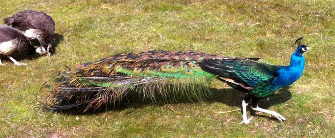 hier gut zu sehen, die samtgrün schimmernden Flügel, die beim blauen Pfau braun-weiss gesperbert sind