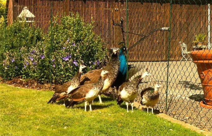 Wie es aussieht haben wir bei den Küken 3 Hähne und eine Henne. Das kann man mitunter an der Rückenzeichnung erkennen. Die Hähne sind gesperberter, die Henne eher einfarbig