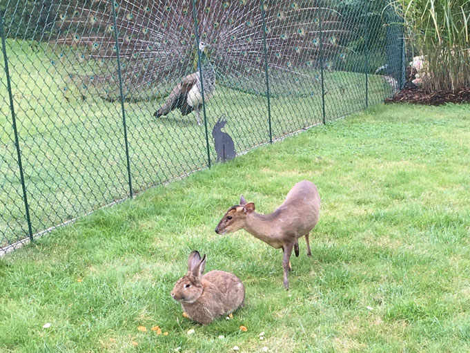 "Bambi und Klopfer"