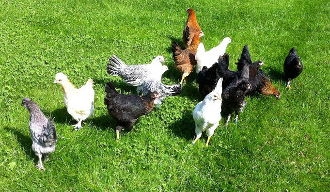 ein Teil des restlichen Nachwuches 2012, an Rassen vertreten: Sulmtaler, Ostfriesische Möwen, Cream Legbar, Bresse, Italiener, Bovan, Maran, Orpington, etc.