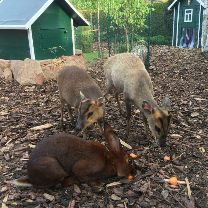 Die Jungs beim Abendessen... (Hasenkaninchen, junger taiwanesischer Muntjak-Bock und junger chinesischer Muntjak-Bock)