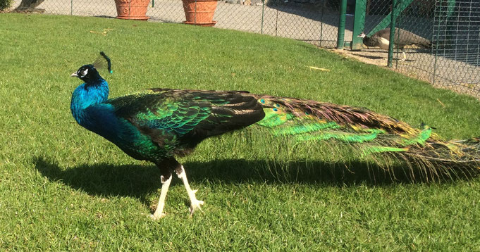 hier schön zu erkennen der Unterschied zum blauen Pfau, dessen Oberflügel braun gesperbert sind. Beim Schwarzflügelpfau schimmert das Gefieder an dieser Stelle samtig schwarz/grün.