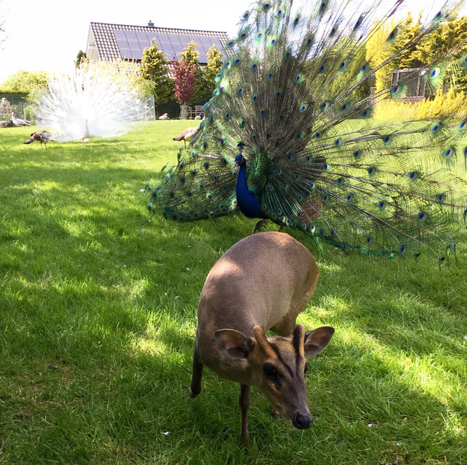 mit den Pfauen unterwegs...