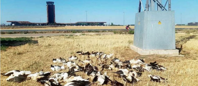 Una imatge d’un autèntic extermini de cigonyes per efecte d’una línia elèctrica als voltants de l’aeroport de Lleida Alguaire, on van morir per electrocució 40 cigonyes.