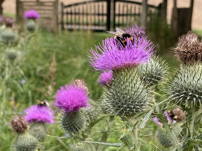 Wege-Distel (Carduus acanthoides) 