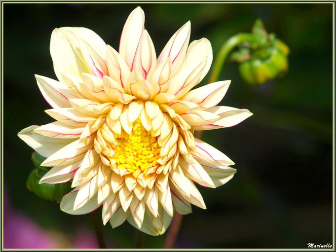 Dahlia jaune pâle jaspé rose, au jardin 