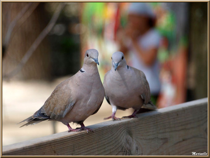 Couple de tourterelles sur une barrière