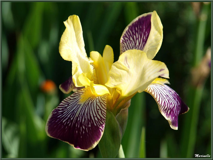 Iris mauve et jaune au jardin