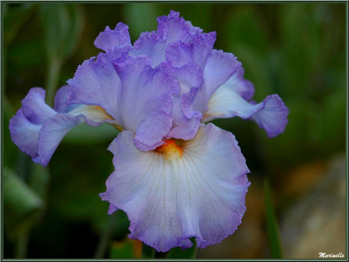 Iris bleu pâle au jardin