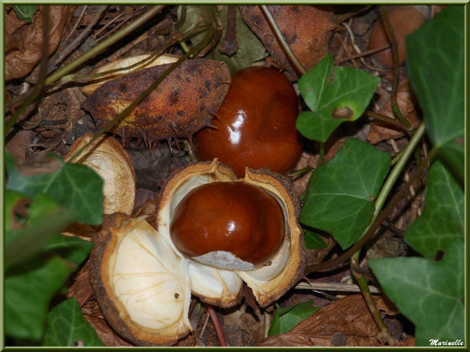 Marrons d'Inde et ses bogues au sol sur lit de lierre, forêt Bassin d'Arcachon (33)