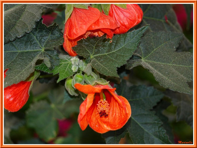 Abutilon 