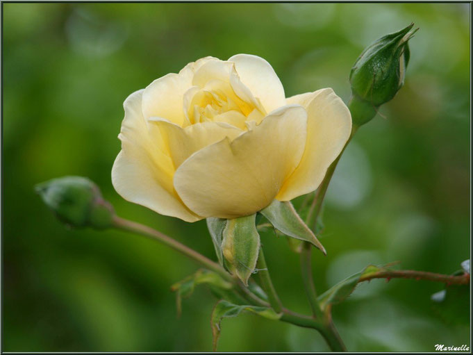 Rose jaune pâle au jardin 