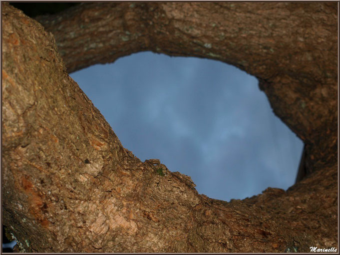 Le ciel au creux d'un arbre