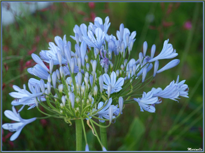 Agapanthe bleue