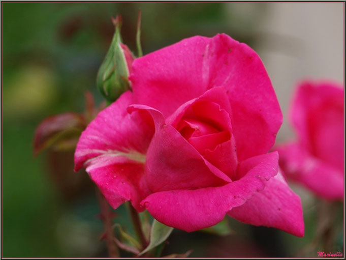 Rose fuchsia, au jardin 