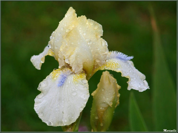 Iris jaune pâle à pistil bleu et son bouton après ondée, au jardin