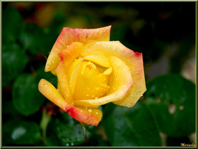 Rose jaune et orange après ondée, au jardin