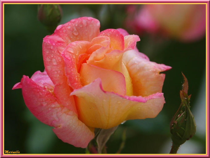 Rose jaune et saumon après ondée, au jardin