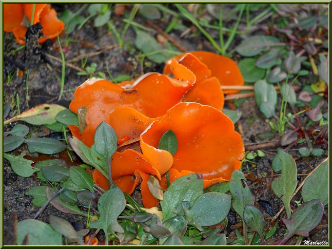 Champignons appelés Pézizes Orangées telles des fleurs dans un écrin de verdure, forêt Bassin d'Arcachon (33)