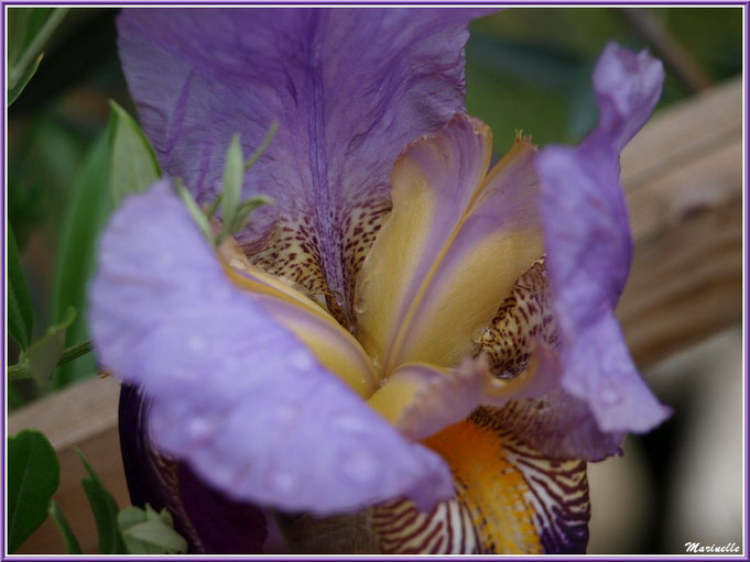 Coeur d'iris mauve et or après ondée