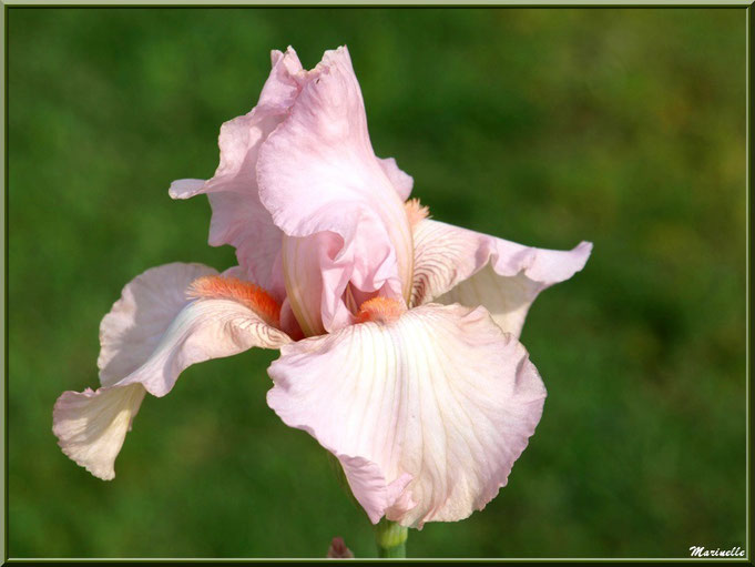 Iris rose pâle à pistil corail au jardin