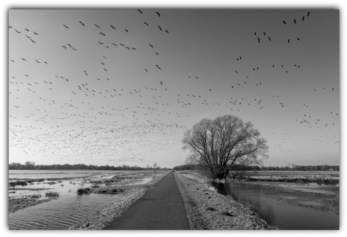 Vogelflug 25.02.2026