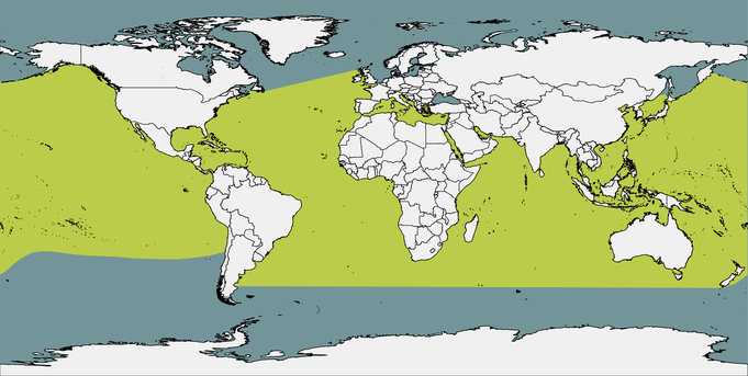 Distribución global de la tortuga boba (Caretta caretta)