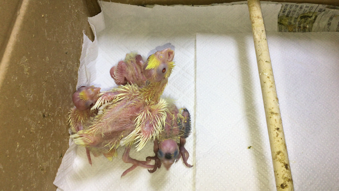 手乗りオカメインコのヒナ。 色はまだわかりません。(^o^)