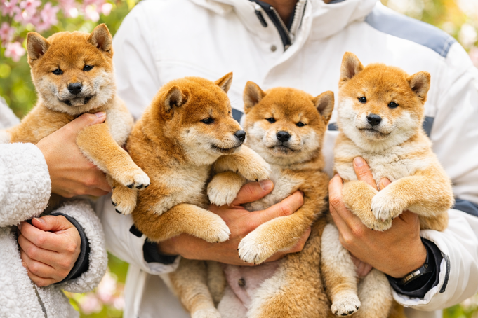 Shiba Welpen Hundezucht HUNDECAMPUS