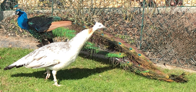 Schwarzflügelhahn und Schwarzflügelhenne (Frühling 2017)
