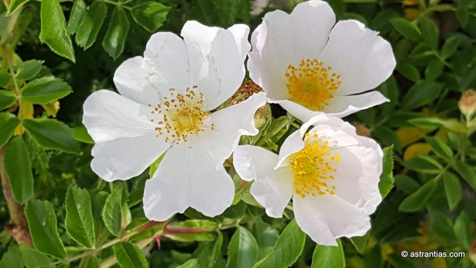 Rosa abietina, Tannen-Rose, Rosier des sapins, Rosa-degli-abeti, Wildrosen, Wildsträucher, Heckensträucher, Artenvielfalt, Ökologie, Biodiversität