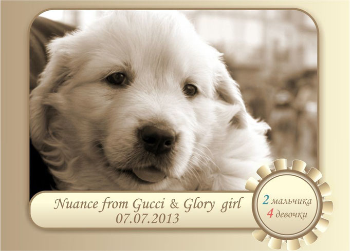 щенки Nuance from Gucci и Glory girl 07.07.13